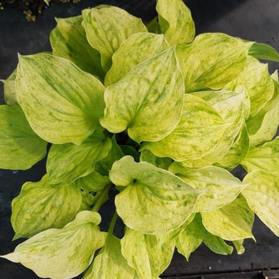 Hosta 'Golden Needles'